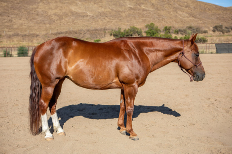 HorseID: 2316823 Miss Playin Ichi - PhotoID: 1103399