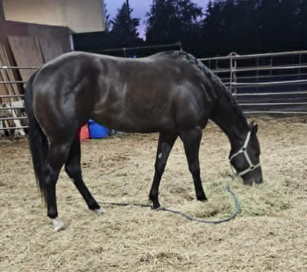 HorseID: 2316829 Dressed In Style - PhotoID: 1103356