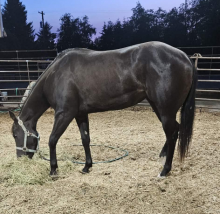 HorseID: 2316829 Dressed In Style - PhotoID: 1103358