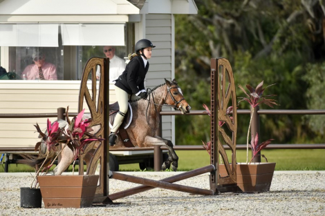 HorseID: 2316830 Blueberry - PhotoID: 1103467