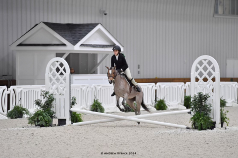 HorseID: 2316830 Blueberry - PhotoID: 1103468