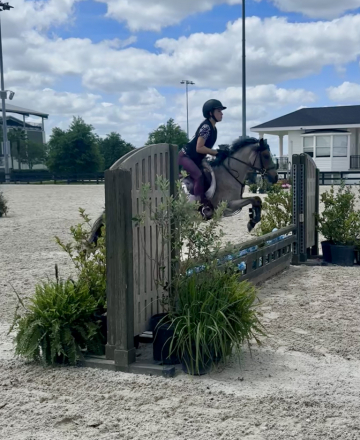 HorseID: 2316830 Blueberry - PhotoID: 1103470