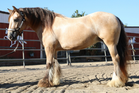 HorseID: 2316831 Ruby Sky Delta's Echo - PhotoID: 1103404