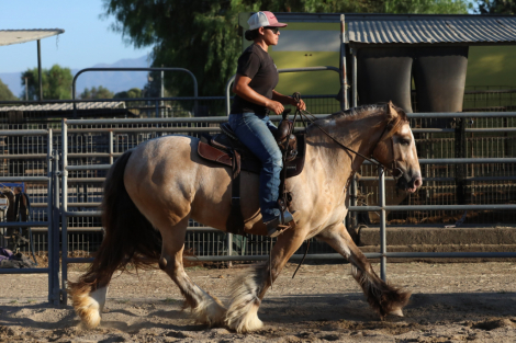 HorseID: 2316831 Ruby Sky Delta's Echo - PhotoID: 1103405