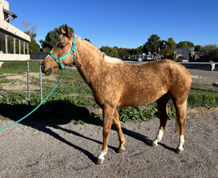 HorseID: 2316841 Ruby - PhotoID: 1103417