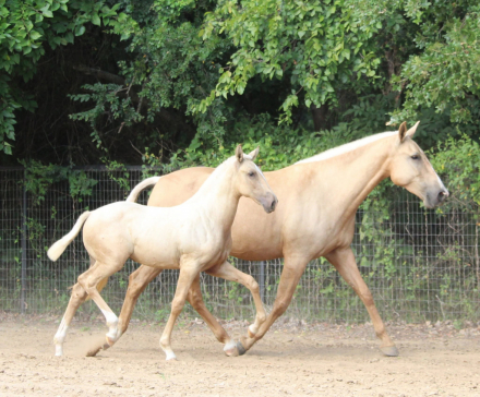 HorseID: 2316842 Xanadu EAS - PhotoID: 1103420