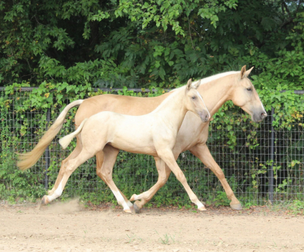 HorseID: 2316842 Xanadu EAS - PhotoID: 1103421