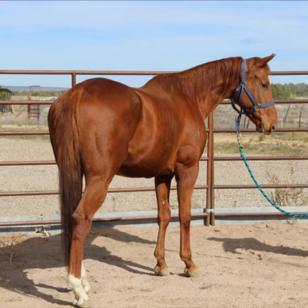 HorseID: 2316843 Gabes Monster - PhotoID: 1103422