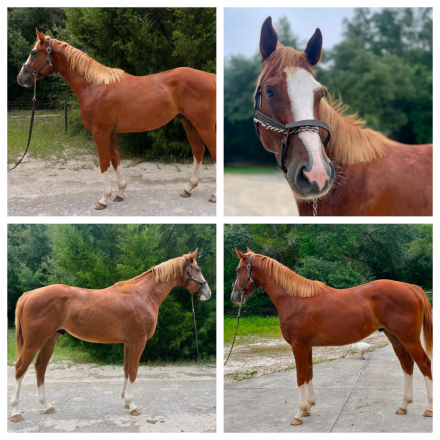 HorseID: 2316844 A Grand In Cash - PhotoID: 1103423