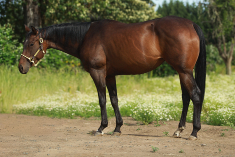HorseID: 2316847 Alotta Hot Lukes - PhotoID: 1103429