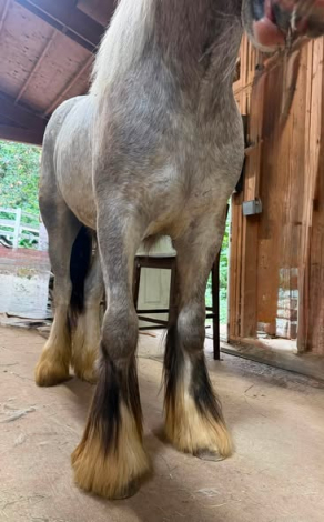 HorseID: 2316849 Cedar Creek Cupid's Mark - PhotoID: 1103438