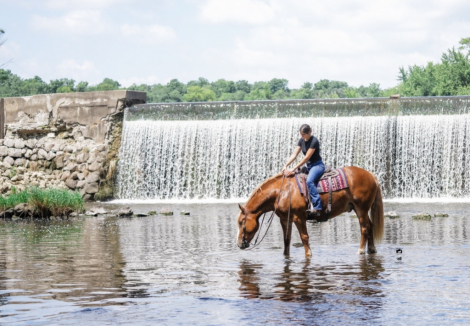 HorseID: 2316857 Duke - PhotoID: 1103444