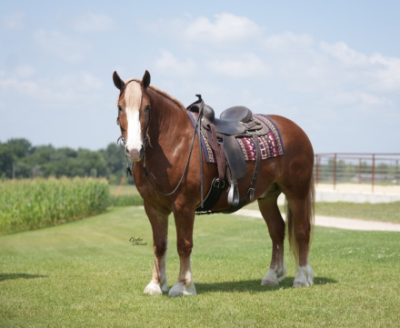 HorseID: 2316857 Duke - PhotoID: 1103445