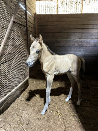 HorseID: 2316859 GRULLO COLT - PhotoID: 1103453