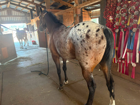 HorseID: 2316866 Bisk - PhotoID: 1103458