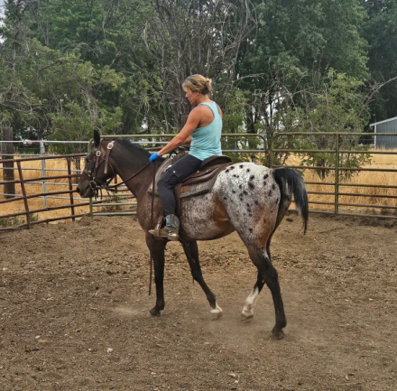 HorseID: 2316866 Bisk - PhotoID: 1103459