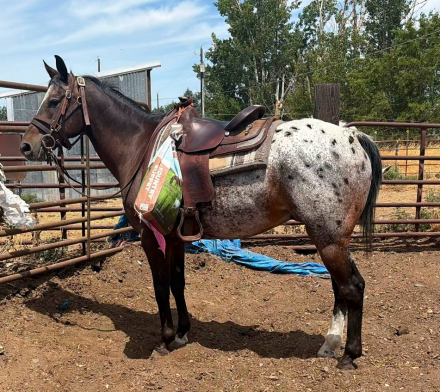 HorseID: 2316866 Bisk - PhotoID: 1103460
