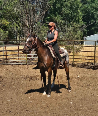 HorseID: 2316866 Bisk - PhotoID: 1103461
