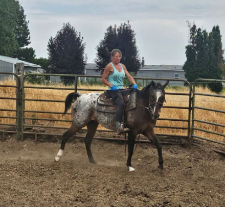 HorseID: 2316866 Bisk - PhotoID: 1103462