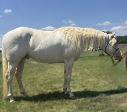 HorseID: 2316884 Shining Winter - PhotoID: 1103473