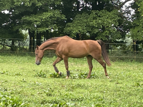 HorseID: 2316885 Rook - PhotoID: 1103726