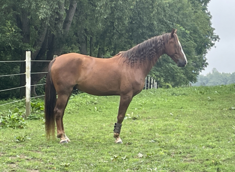 HorseID: 2316885 Rook - PhotoID: 1103727