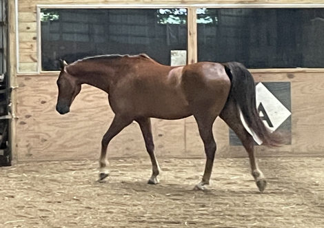 HorseID: 2316885 Rook - PhotoID: 1104245