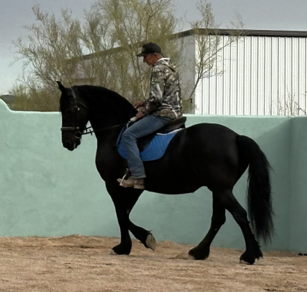 HorseID: 2316888 Sale Pending - Zytske, W. of Starlit Ridge - PhotoID: 1103475