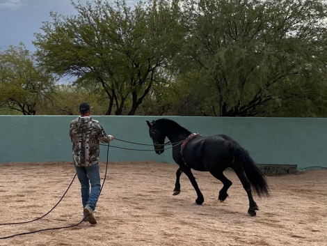 HorseID: 2316888 Sale Pending - Zytske, W. of Starlit Ridge - PhotoID: 1103476