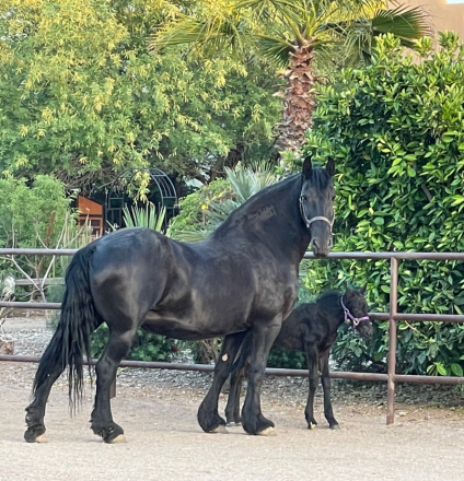 HorseID: 2316888 Sale Pending - Zytske, W. of Starlit Ridge - PhotoID: 1103477