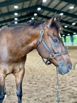 HorseID: 2316891 Oh Henry Im Fancy - PhotoID: 1104082