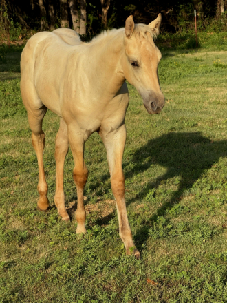 HorseID: 2316895 COLONEL HANCOCKS GAL - PhotoID: 1103481
