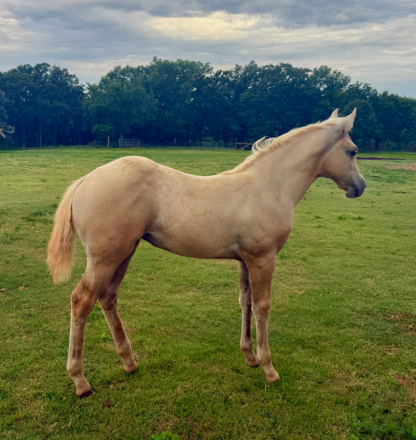 HorseID: 2316895 COLONEL HANCOCKS GAL - PhotoID: 1103482