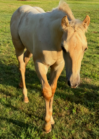 HorseID: 2316895 COLONEL HANCOCKS GAL - PhotoID: 1103483