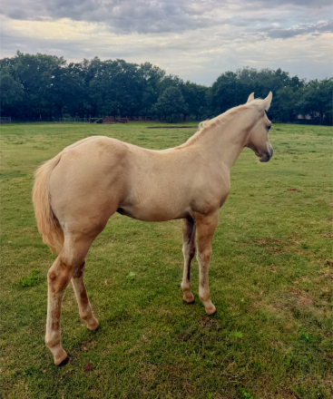 HorseID: 2316895 COLONEL HANCOCKS GAL - PhotoID: 1103484