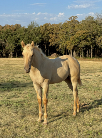 HorseID: 2316895 COLONEL HANCOCKS GAL - PhotoID: 1103481