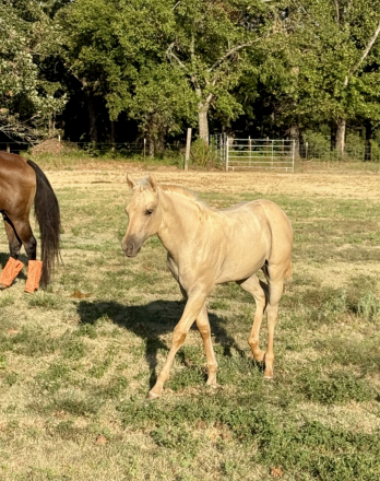 HorseID: 2316895 COLONEL HANCOCKS GAL - PhotoID: 1103482