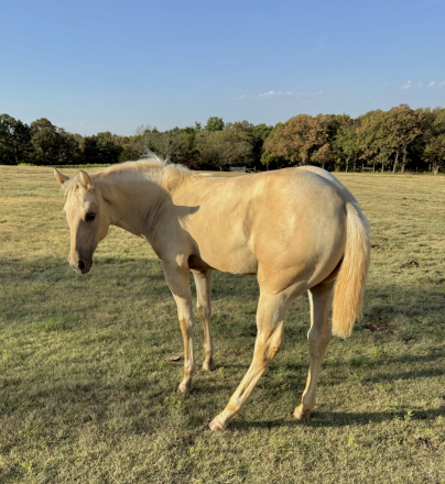 HorseID: 2316895 COLONEL HANCOCKS GAL - PhotoID: 1103483