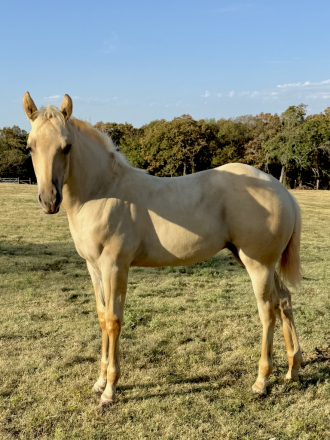 HorseID: 2316895 COLONEL HANCOCKS GAL - PhotoID: 1103484