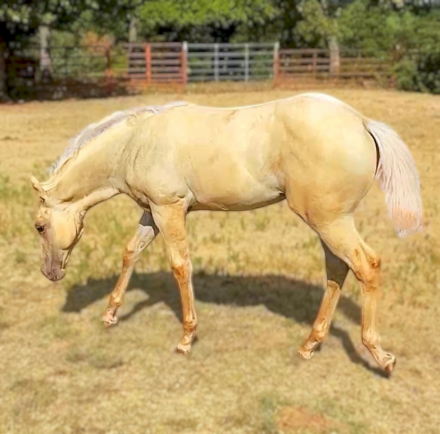 HorseID: 2316895 COLONEL HANCOCKS GAL - PhotoID: 1104477