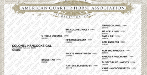 HorseID: 2316895 COLONEL HANCOCKS GAL - PhotoID: 1104478