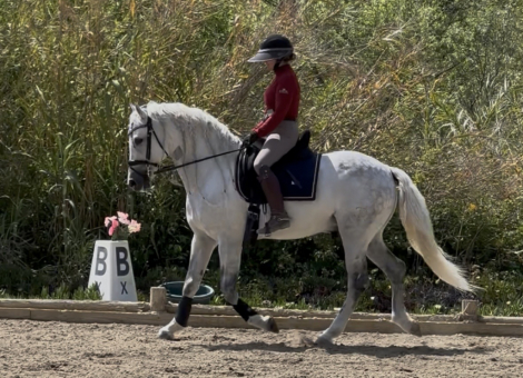 HorseID: 2316896 Sim - PhotoID: 1103488