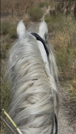 HorseID: 2316896 Sim - PhotoID: 1103490