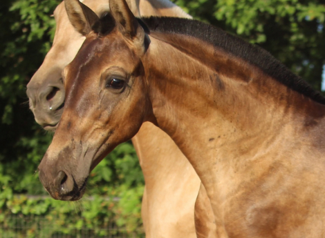 HorseID: 2316897 Sorpresa EAS - PhotoID: 1103492
