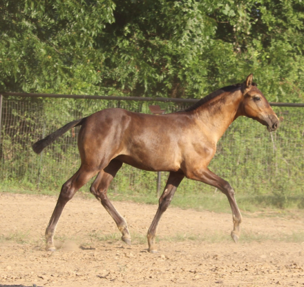HorseID: 2316897 Sorpresa EAS - PhotoID: 1103493