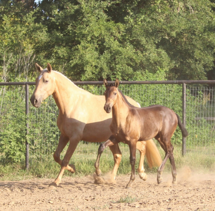 HorseID: 2316897 Sorpresa EAS - PhotoID: 1103494