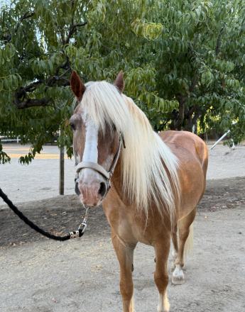 HorseID: 2316898 Danny - PhotoID: 1103496