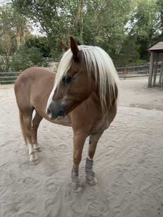 HorseID: 2316898 Danny - PhotoID: 1103498