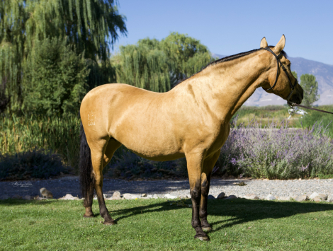 HorseID: 2316900 Picassa - PhotoID: 1103500