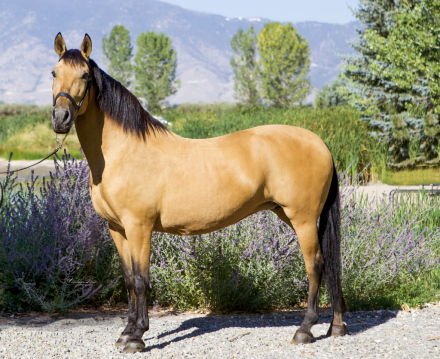 HorseID: 2316900 Picassa - PhotoID: 1103501